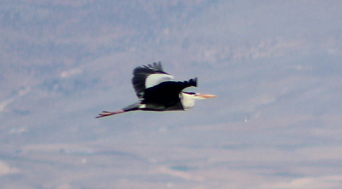 Gray Heron